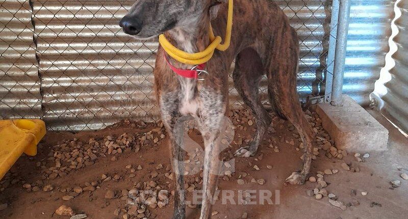 Samia Galgo