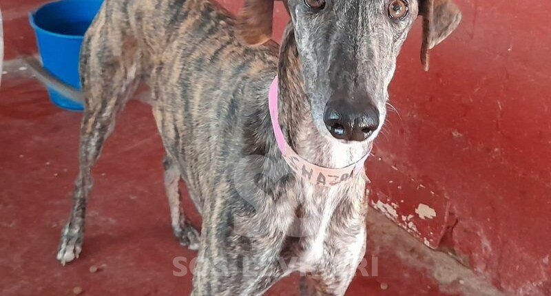 Shazan Galgo
