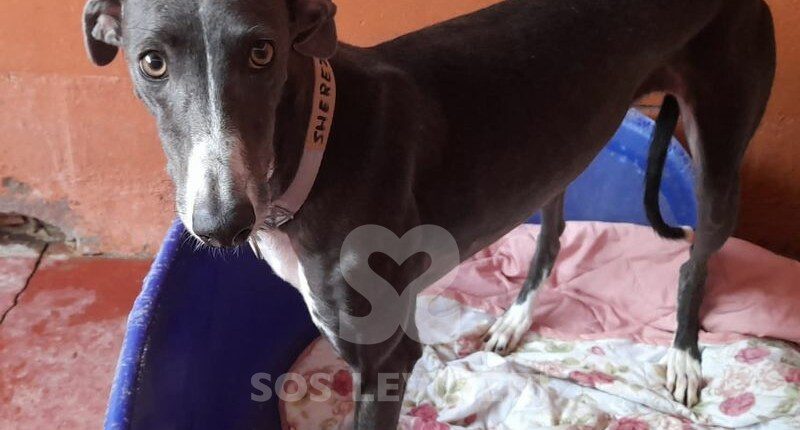 Sherezade Galgo