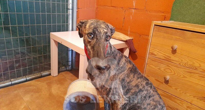 Siria Galgo