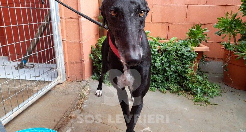 Vanity Galgo