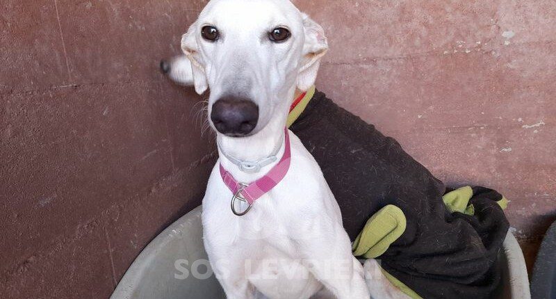 Yuki Galgo