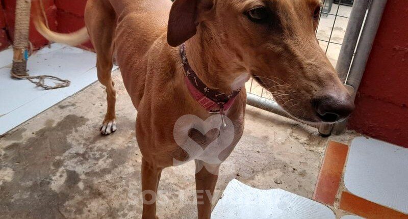 Zahra Galgo