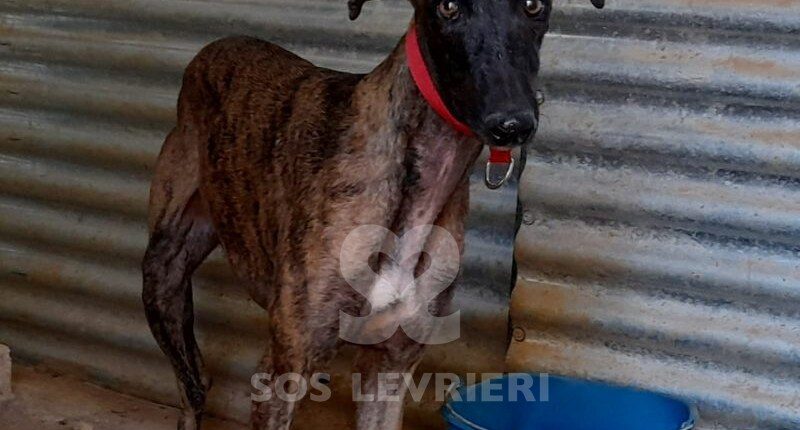 Zuri Galgo