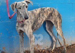 Artemisa Galgo