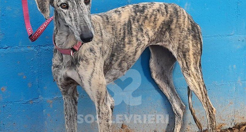 Artemisa Galgo
