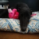Brexit Greyhound