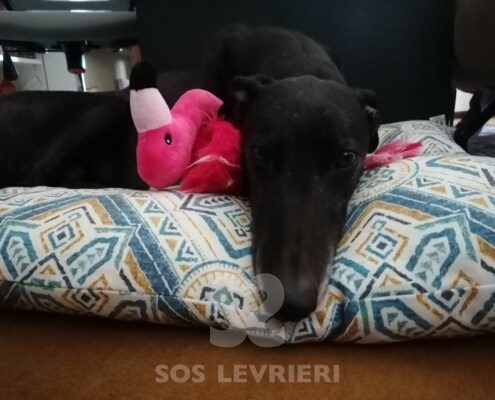Brexit Greyhound