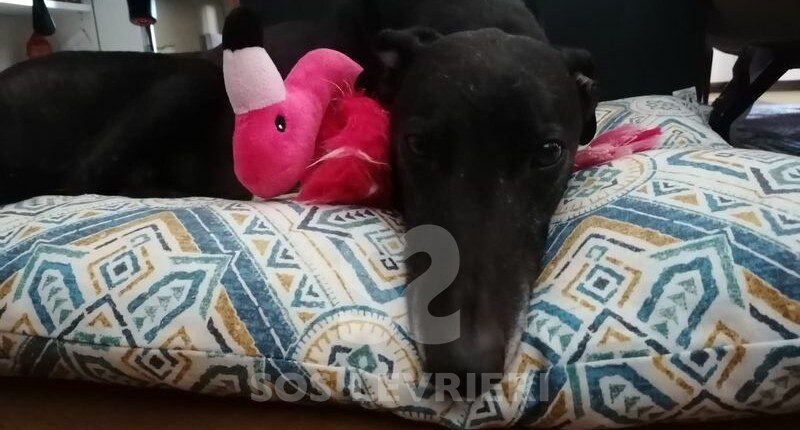 Brexit Greyhound