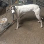 Danni Greyhound