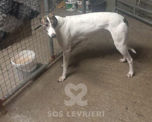 Danni Greyhound