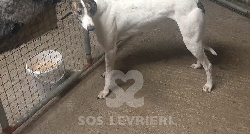 Danni Greyhound