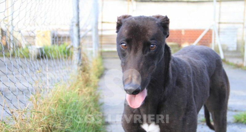 Gill Greyhound