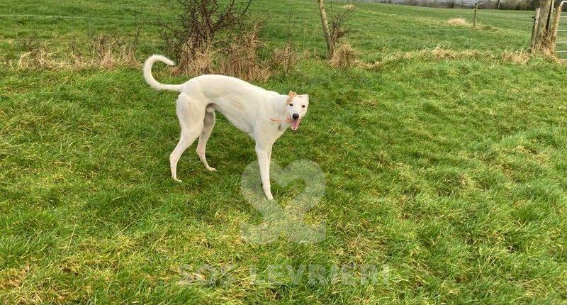 Jacko 2 Greyhound