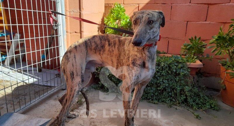 Karakaz Galgo