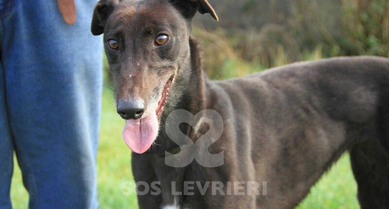 Kate 3 Greyhound