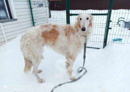 Khrabr Borzoi