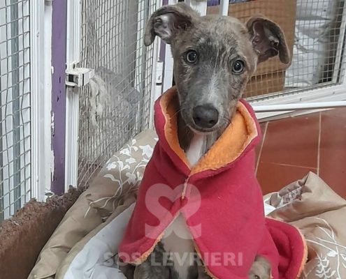 Arrivo Galgo SOS Levrieri sabato 5 Marzo 2022
