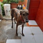 Kimana Galgo