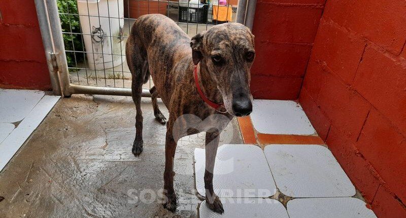 Kimana Galgo