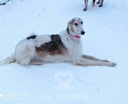Lara Borzoi