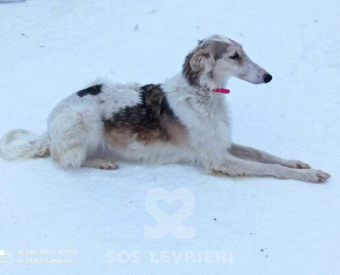 Lara Borzoi