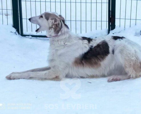Lara Borzoi