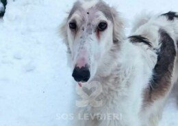 Lara Borzoi