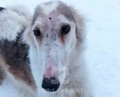 Lara Borzoi