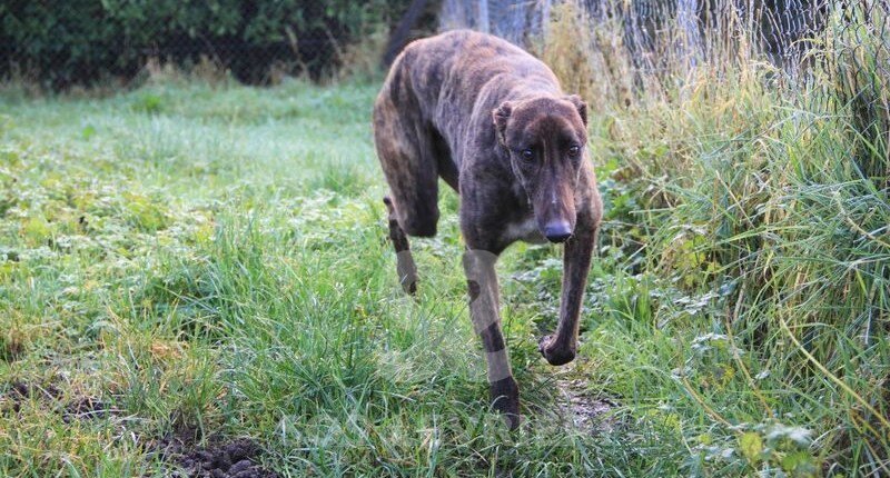 Leo Greyhound