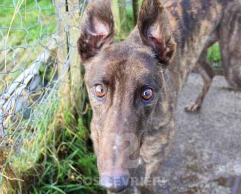 Leo Greyhound