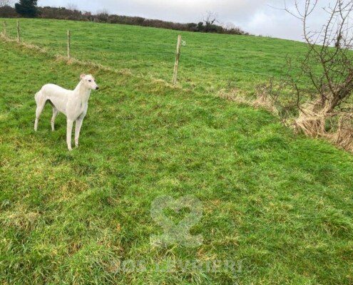 Mazie Greyhound