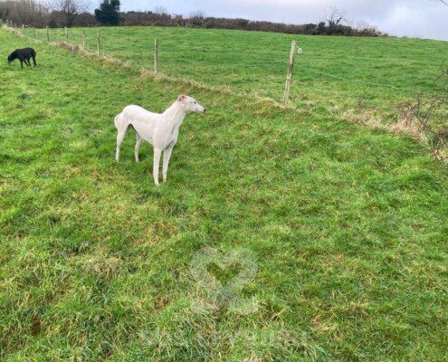 Mazie Greyhound