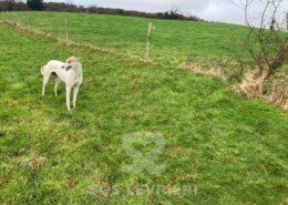 Mazie Greyhound