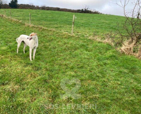 Mazie Greyhound