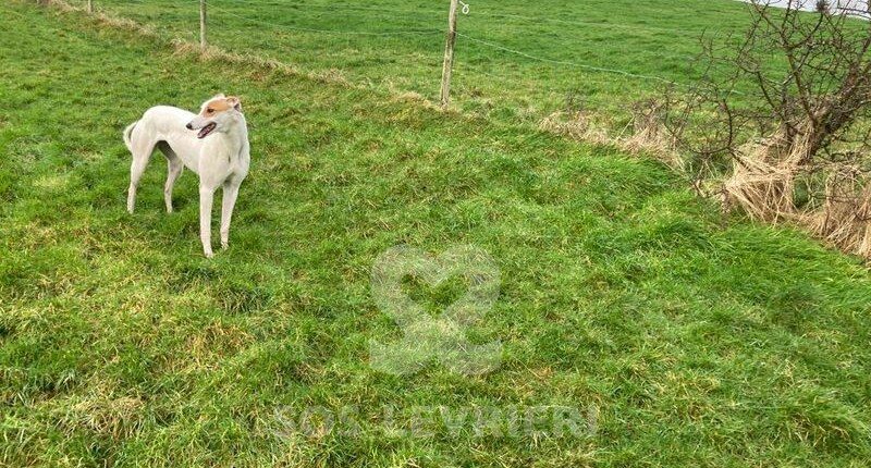 Mazie Greyhound