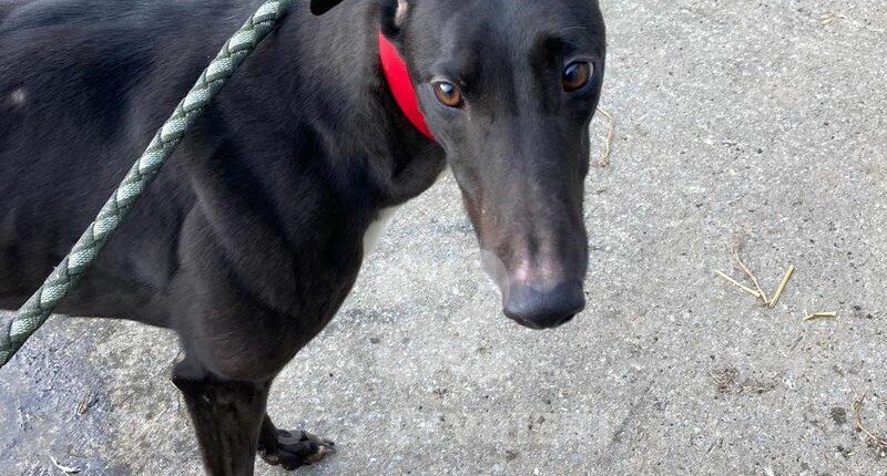 Precious Greyhound