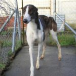 Rose Greyhound