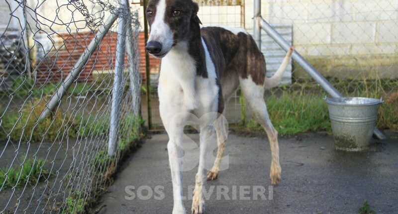 Rose Greyhound