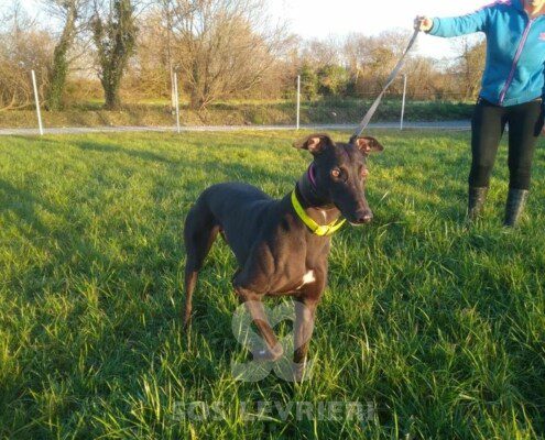 Ruby 3 Greyhound