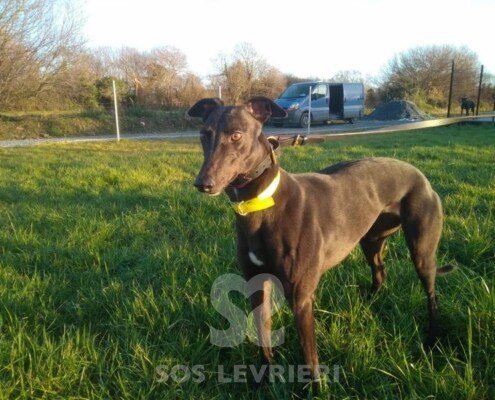 Ruby 3 Greyhound