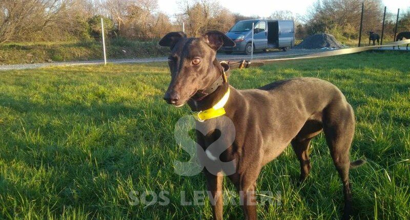 Ruby 3 Greyhound