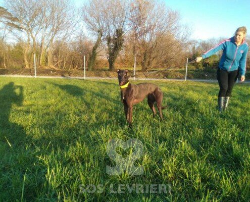 Ruby 3 Greyhound