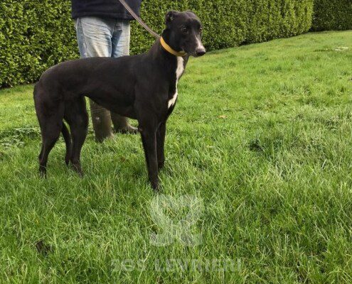 Sal Greyhound