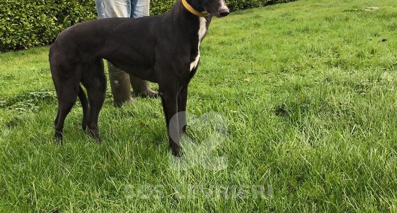 Sal Greyhound