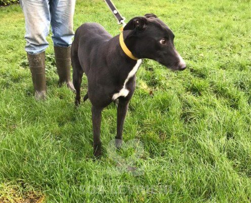 Sal Greyhound