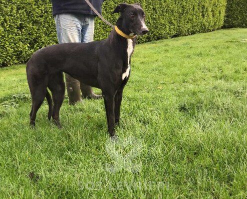Sal Greyhound