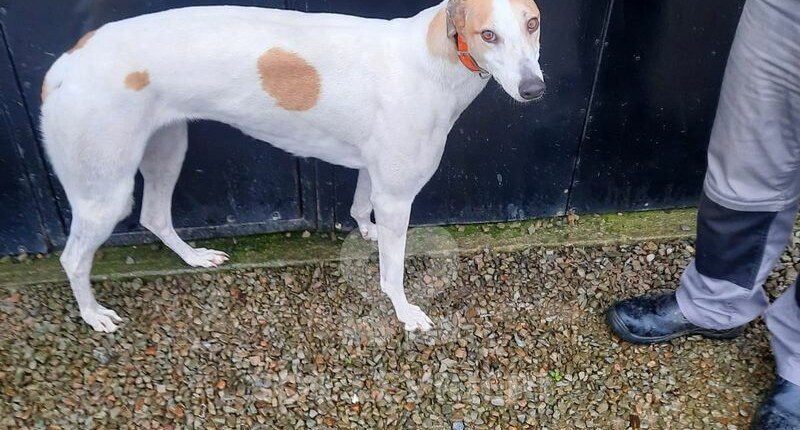 Smartie - Greyhound