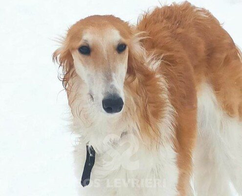 Sonya Borzoi
