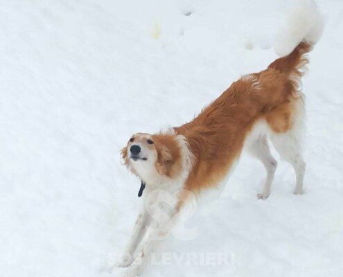 Sonya Borzoi
